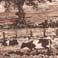 Landschaft mit Kühen 1978 - Aquatinta-Radierung 13 x 18 cm